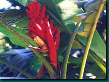 torch banana at Wilson Botanical Gardens in Costa Rica