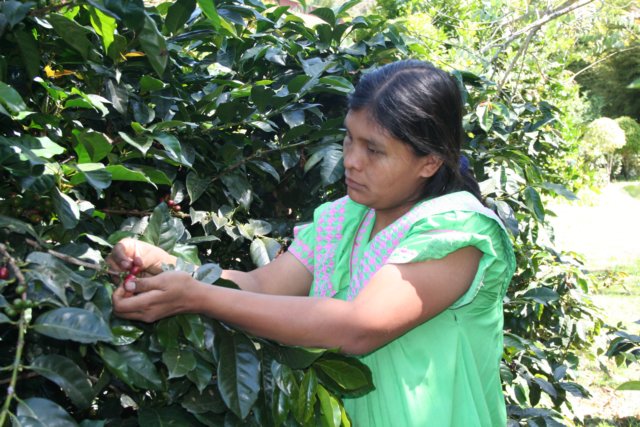 Ngobe-Bugle woman harvesting coffee