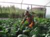 Roger invernadero - greenhouse