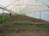 invernadero - greenhouse