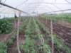 invernadero - greenhouse